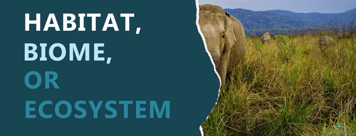 Which one is it - biome, ecosystem, or habitat? The answer, plus a simple STEAM activity