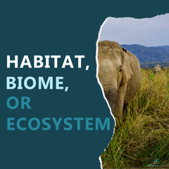 Habitat, Biome, or Ecosystem? All three seem similar, but there are subtle distinctions! Come see what those are and get a simple STEAM activity to use with your students.