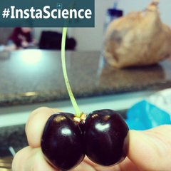 A chance pull of some double cherries led to a science lesson in Paige's house. Click "Read More" to see facts and more!