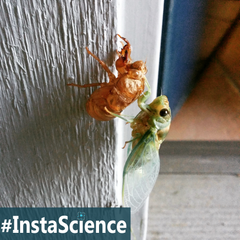 A simple walk out the door turned into a fascinating lesson on cicadas! Click "Read More" to see facts, videos, and more!