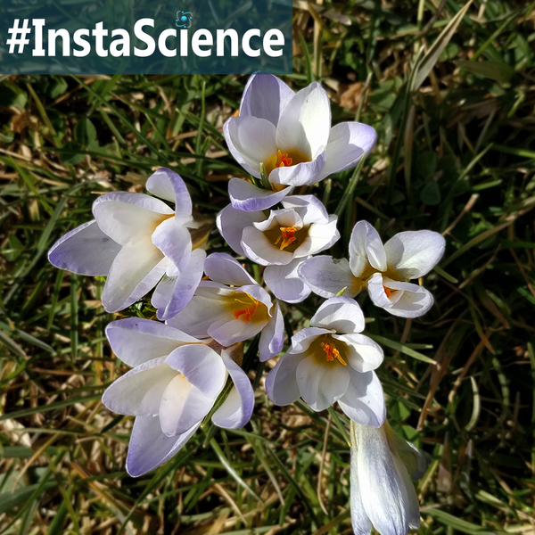 Crocus are colorful, cup-shaped flowers that signal the arrival of warm weather. Learn more about the crocus in an instant at Elemental Blogging