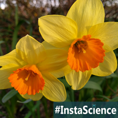 Daffodils typically grow in clusters, like little pockets of sunshine. Learn more about these spring blooms in an instant at Elemental Blogging!