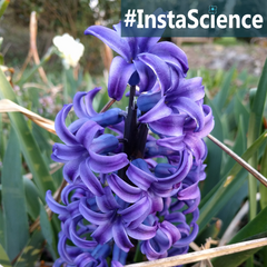 Hyacinths are highly fragrant, bell-shaped flowers that appear every spring. Learn more about these flowering bulbs in an instant at Elemental Blogging!