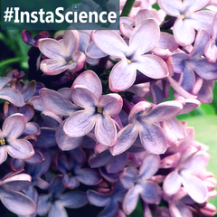 Lilacs are one of the most appealing spring-flower bushes because of their beauty, sweet smell, and color. Click "Read More" to learn about these bright blooms.