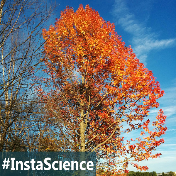 Maple trees are wonderful to look at, especially during the fall months. Click on over to learn about this tree in an instant from Elemental Science!