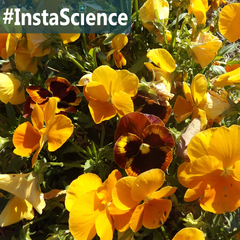 Pansies lend their beauty to the cooler fall and winter months. Click on over to learn about this colorful flowers in an instant from Elemental Science!