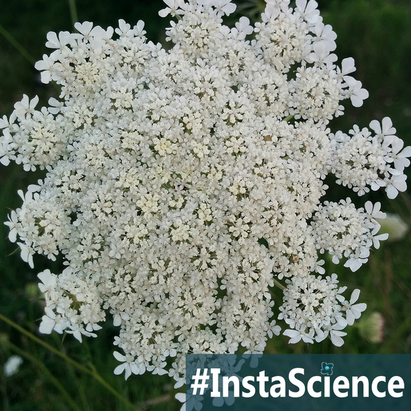 One of my favorite late summer field flowers is the Queen Anne’s Lace. Come learn about this lacy wildflower in an instant with Elemental Science!