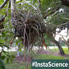 Hanging from majestic trees, Spanish moss is a superb 'air plant' that is not a moss nor from Spain. Click "Read More" to learn more about this mysterious plant.