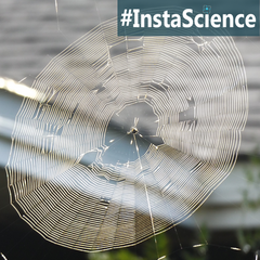 All spiders spin silk, but not all spiders spin webs. Click on over to learn about spider webs in an instant from Elemental Blogging!