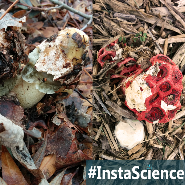 It hatches and it stinks, so of course you want to learn about this fungus. Learn more about stinkhorn mushrooms in an instant at Elemental Blogging!