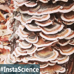 Turkey Tail is one of the most common species in the shelf fungus family, so chances are good you have seen one of these! Click "Read More" to learn about these fungi.