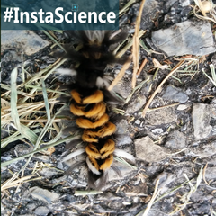 The Milkweed Tussock Caterpillar is furry orange and black creature usually found in milkweed plant. Come learn about this hairy little caterpillar in an instant with Elemental Science!