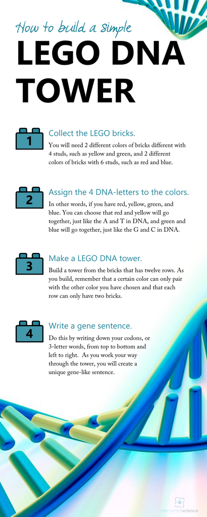 Get the full directions for this simple LEGO DNA tower, plus pictures and an explanation of DNA at Elemental Science.