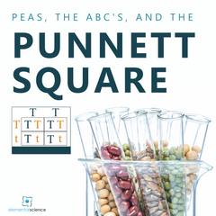 What do peas, the ABC's, and genetics have in common? Find out as you learn about the Punnett Square, plus get a FREE printable to share a bit about genetics with your students.