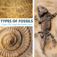 In this simple STEM lesson from Elemental Science, you will find the tools you need to share about the different types of fossils with your students.