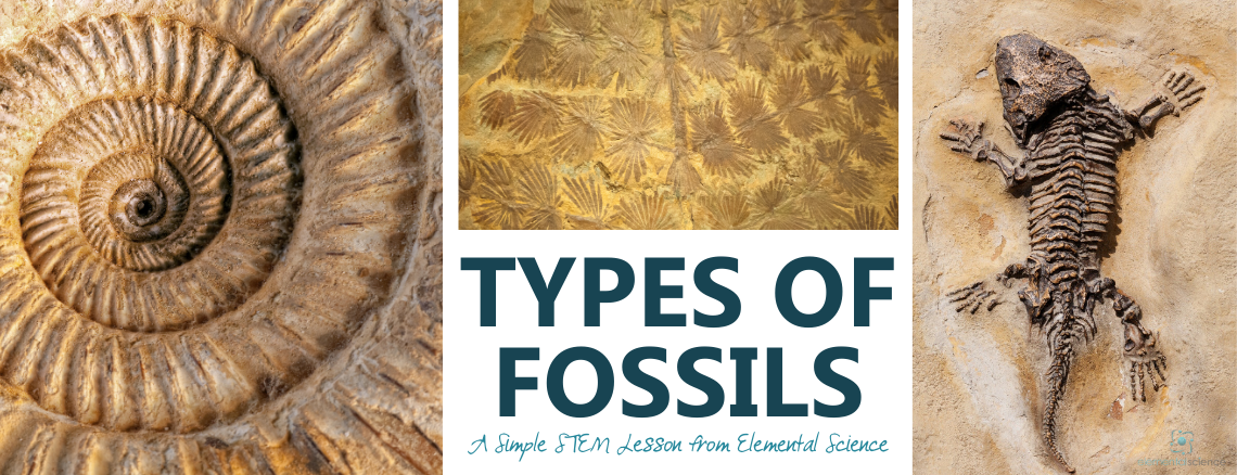 Types of Fossils: A Simple STEM Lesson from Elemental Science -  