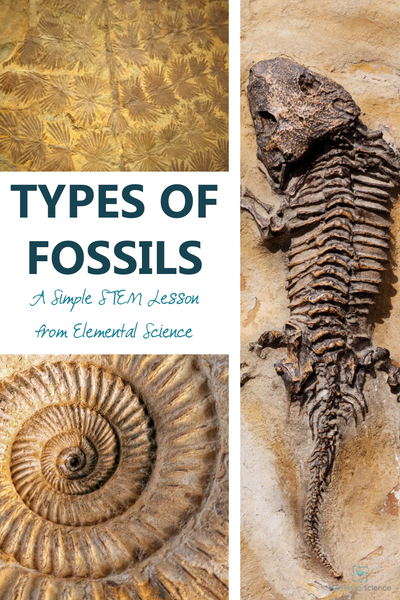 In this simple STEM lesson from Elemental Science, you will find the tools you need to share about the different types of fossils with your students.