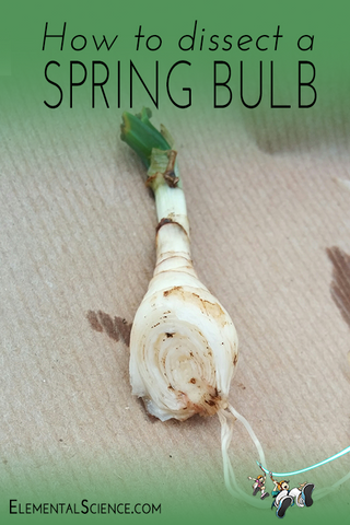 See step-by-step directions for dissection and learning about a spring bulb!