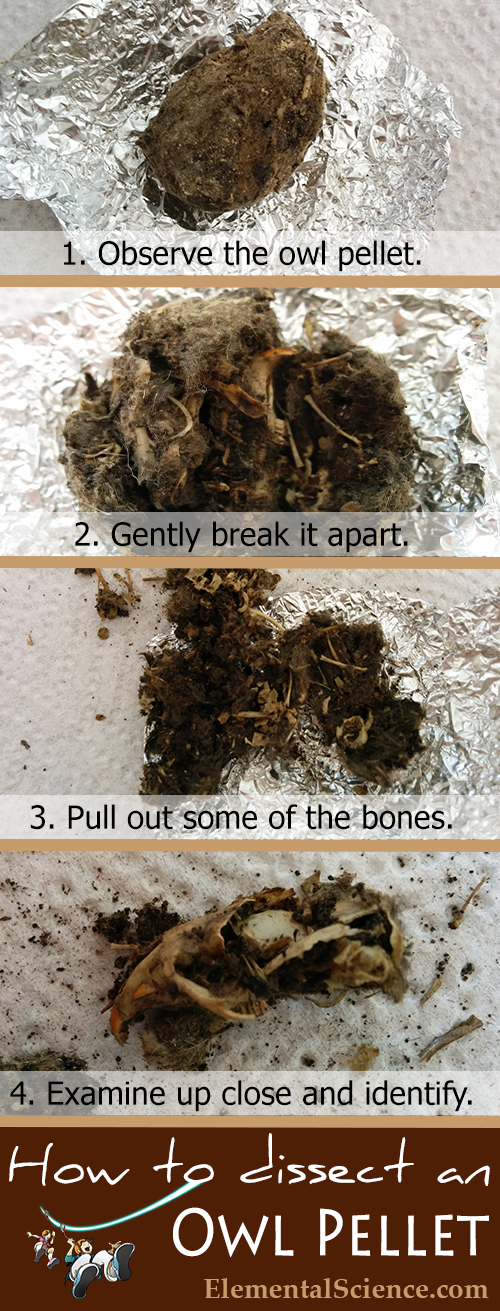 Owl Pellets , Dissection Kit