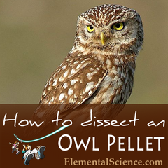 How to do your own Owl Pellet Dissection