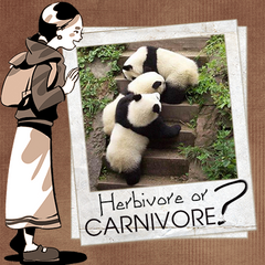 Are giant pandas herbivores or carnivores