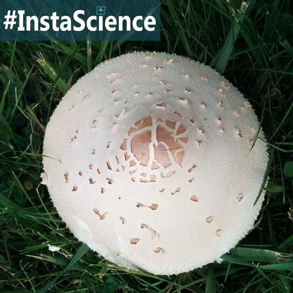 Learn about the Parasol Mushroom in an instant with this information and activities!