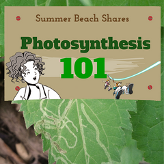 Photosynthesis