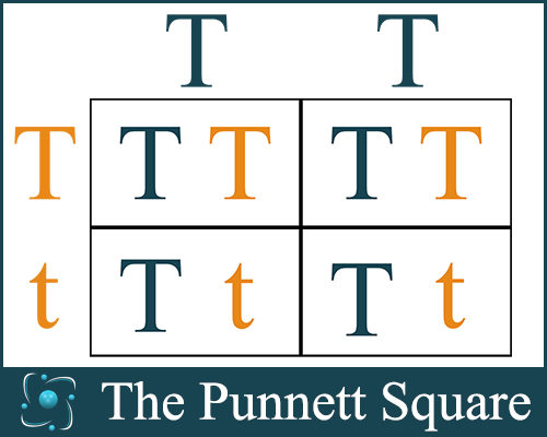 What do peas, the ABC's, and genetics have in common? Find out as you learn about the Punnett Square, plus get a FREE printable to share a bit about genetics with your students.