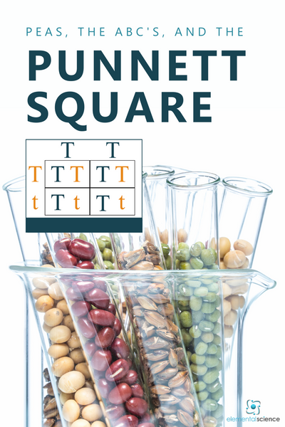 What do peas, the ABC's, and genetics have in common? Find out as you learn about the Punnett Square, plus get a FREE printable to share a bit about genetics with your students.