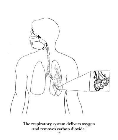 Download Anatomy Coloring Pages Elementalscience Com