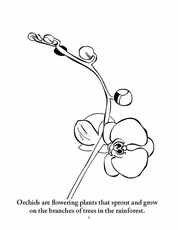 Download Botany Coloring Pages | Sassafras Science - elementalscience.com