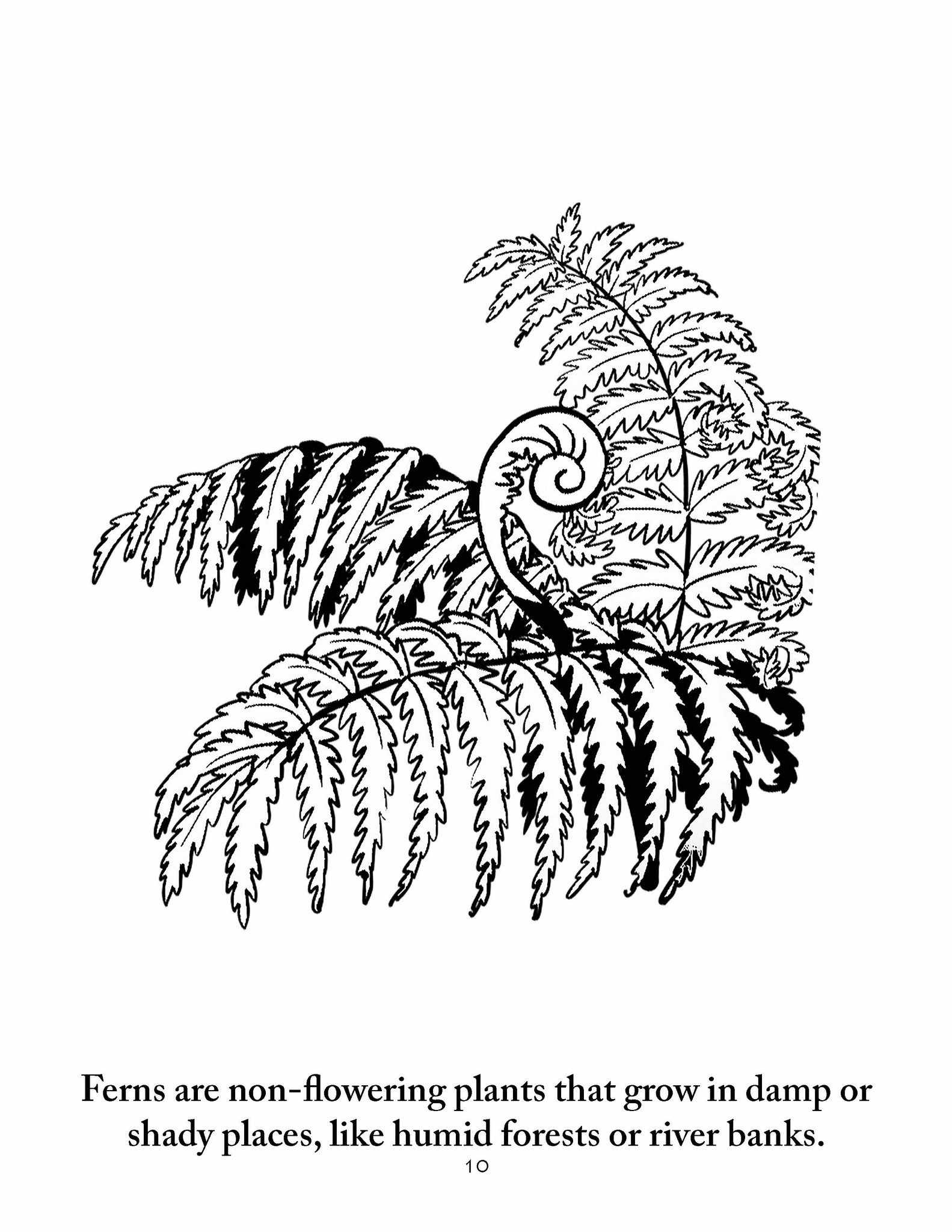 Download Botany Coloring Pages | Sassafras Science