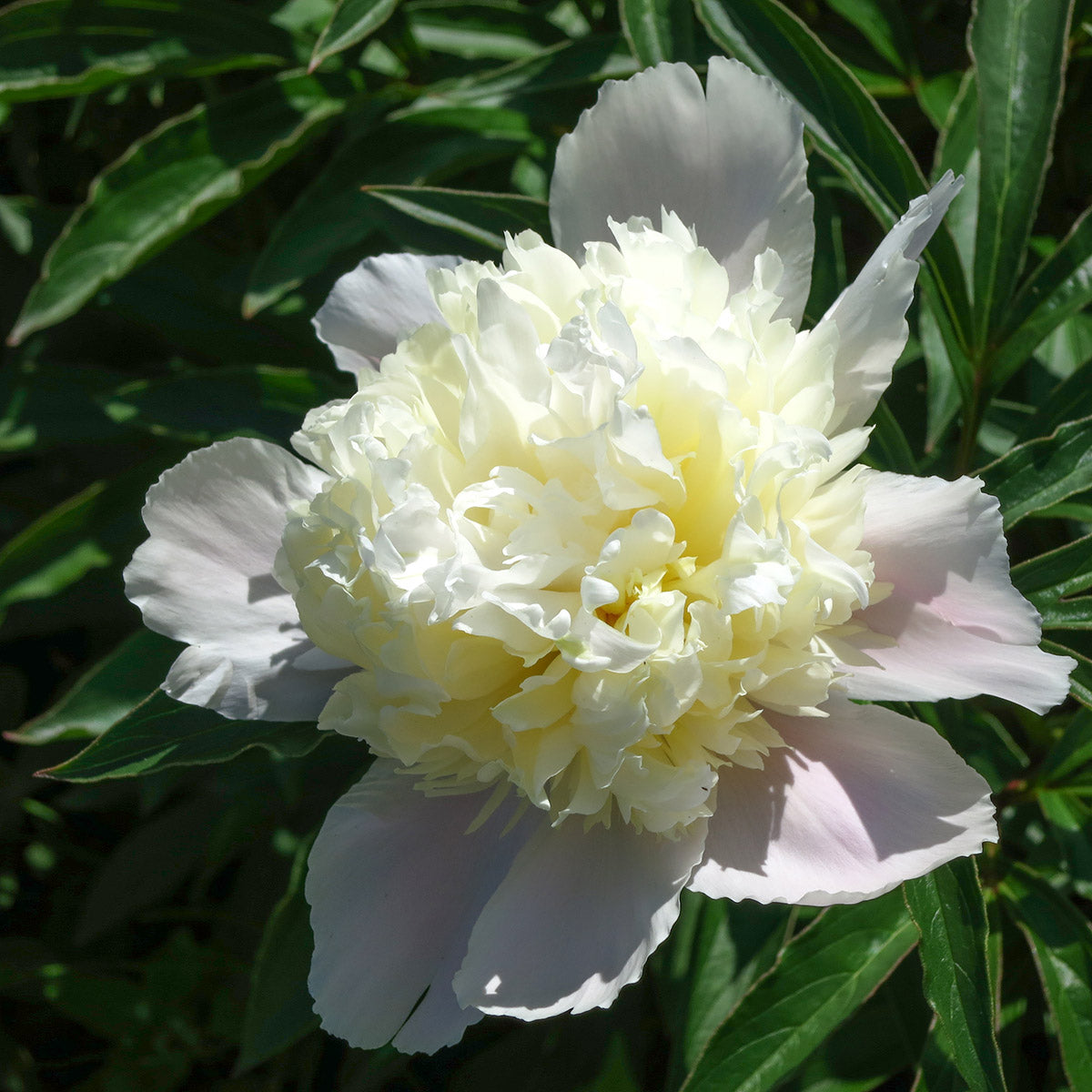 Paeonia lactiflora Primevere Peony