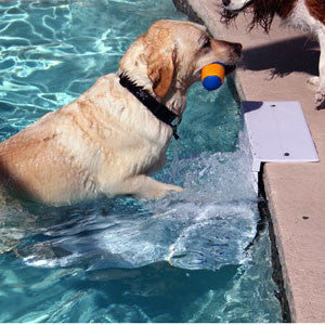 paws aboard doggy boat ladder and ramp