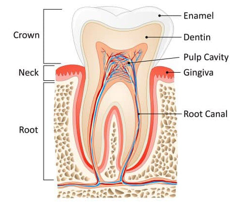 Anatomy of a tooth