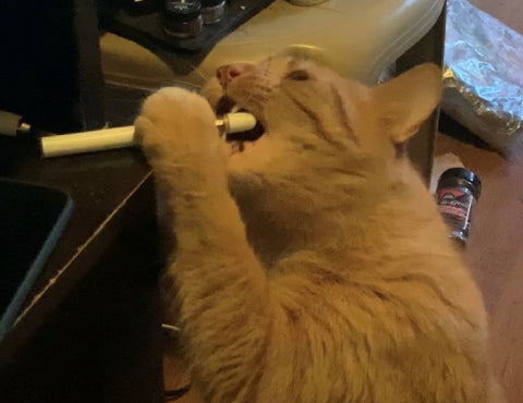 cat eating a vape pen