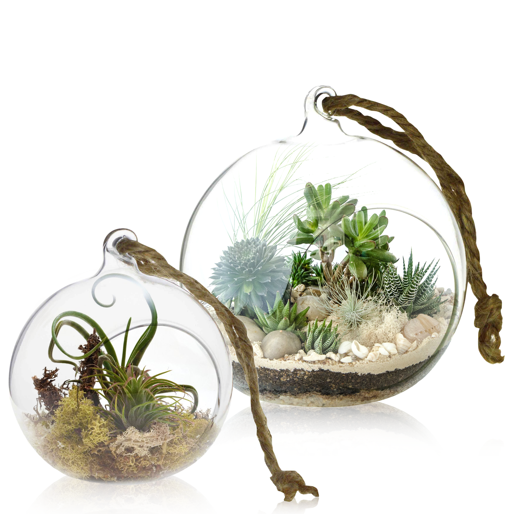 Nicola Spring Glass Terrarium Hanging Plants Succulent Holder