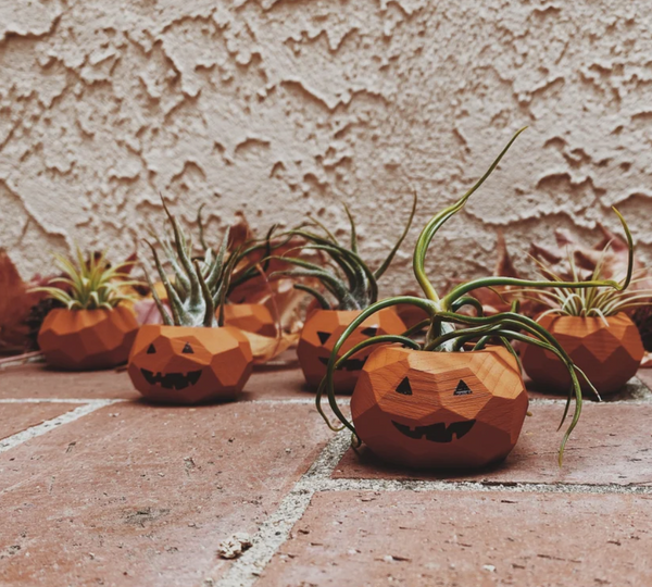 Goodsmith Pumpkin Air Plant Holders