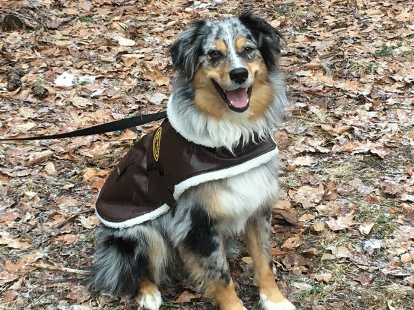 australian shepherd dog models aviator bomber leather jacket harness