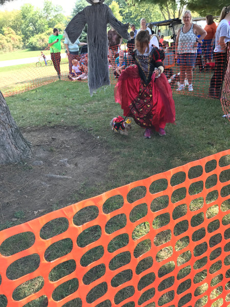 queen of hearts pet costume modeled on dog at dog competiton