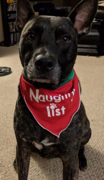 dog modeling naughty or reversible nice bandana