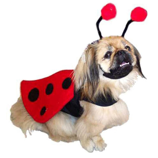 Winged Ladybug Costume w/antennae headpiece for dogs – Daisey's Doggie Chic