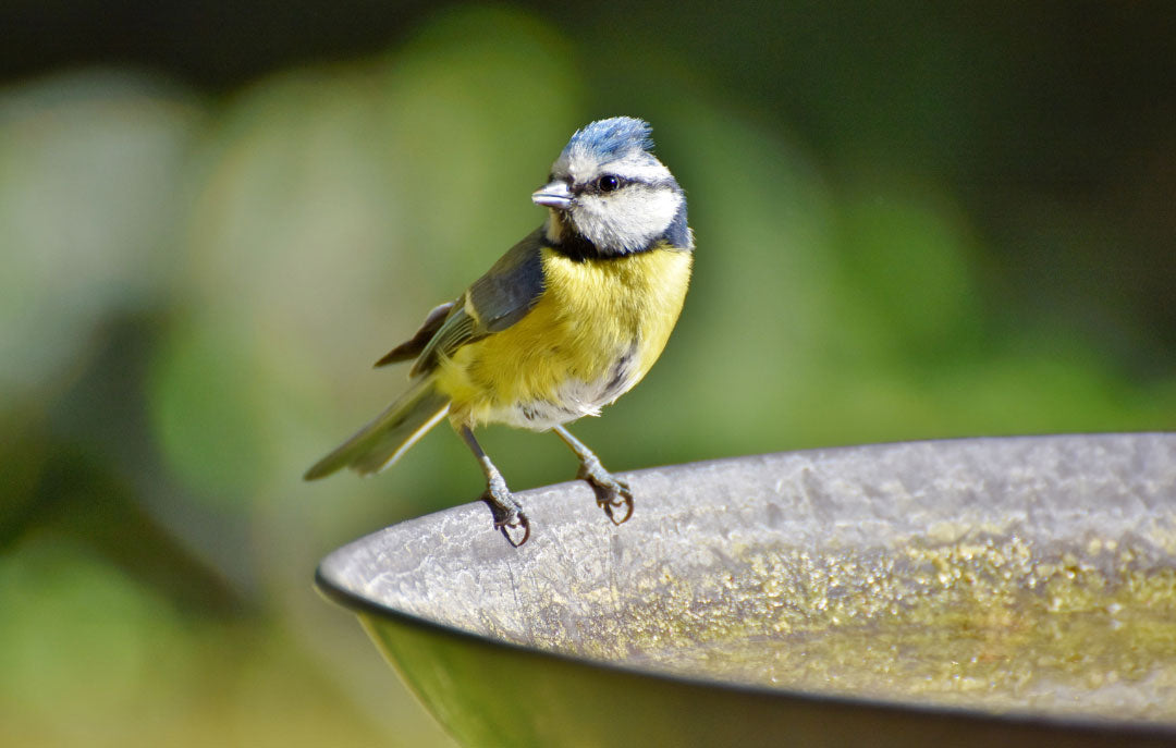 Blaumeise trinkt an einer flachen Wasserschale im Garten