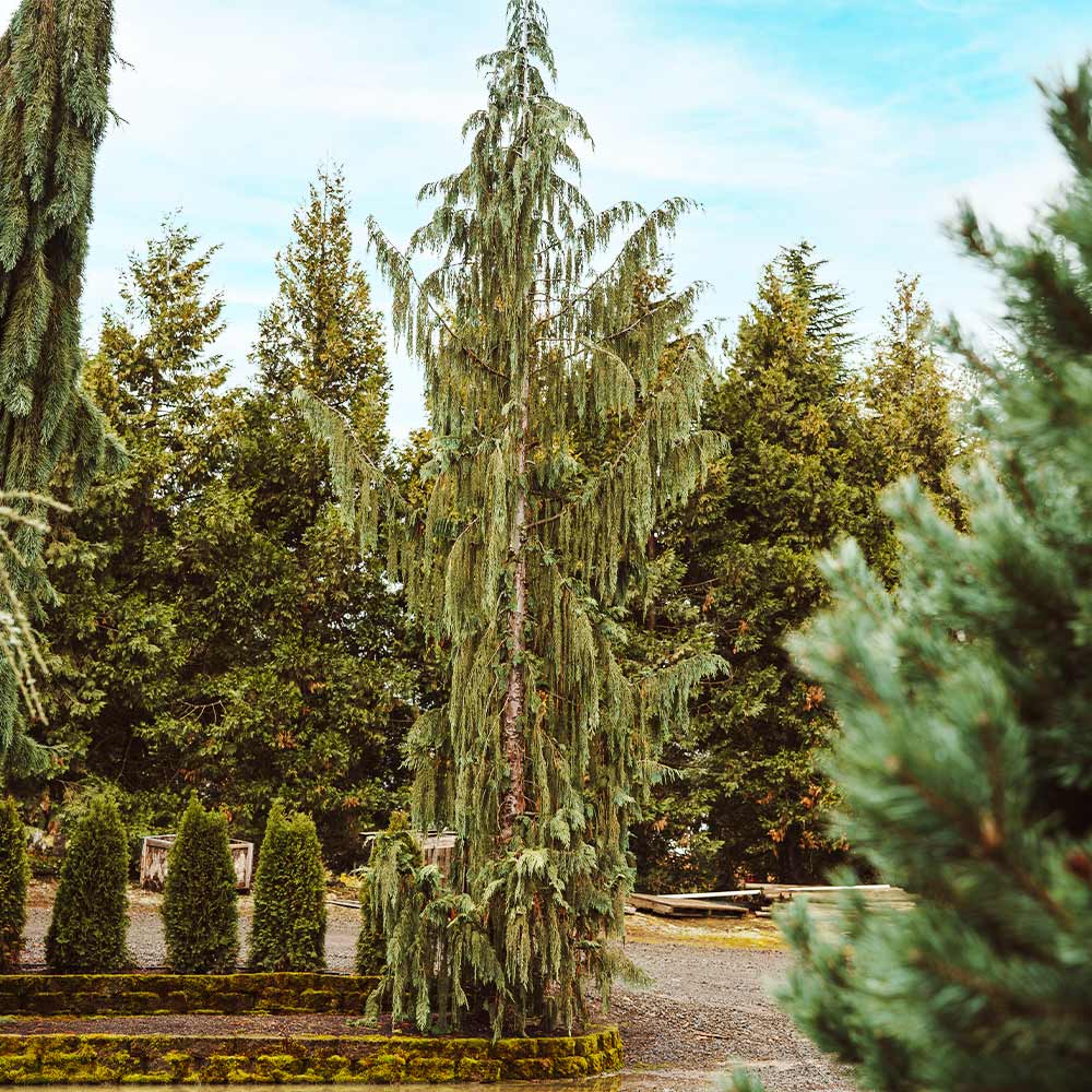 Blue Weeping Alaskan Cedar  (Fast Growing Trees)