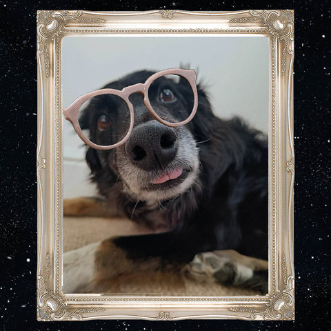 This is Meg the dog wearing a pair of Mosevic's Kepler frames in undyed denim