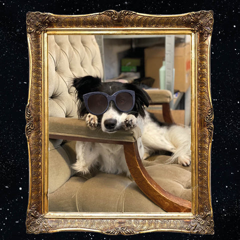 This is Penvelope the dog wearing Mosevic's Halley frames in black denim with sundown lenses