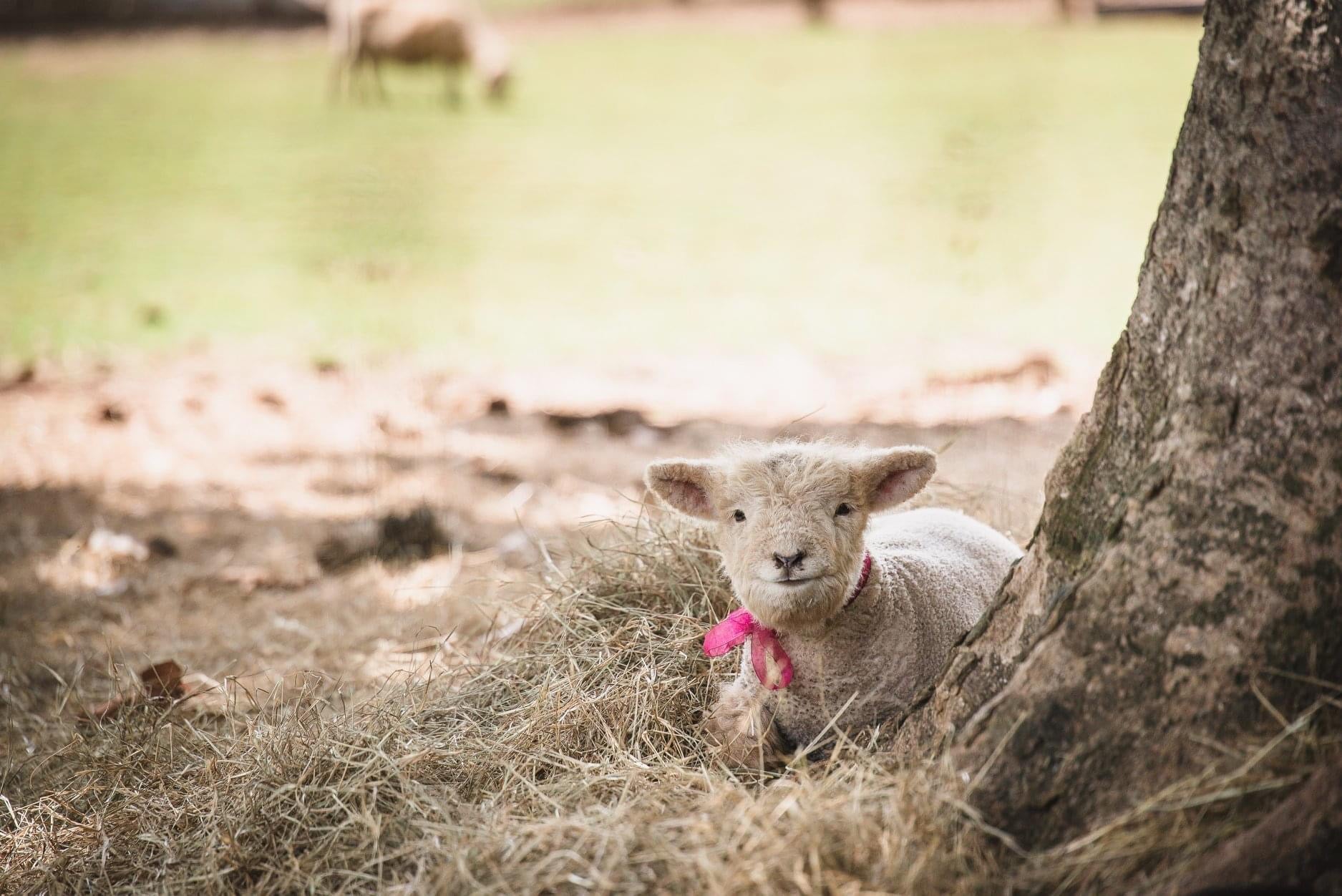 1818 Farms Baby Girl