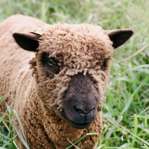 1818 Farms Babydoll Sheep