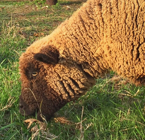 1818 Farms Babydoll Sheep