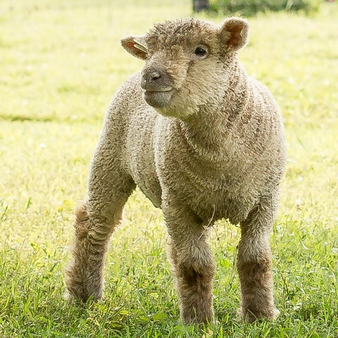 1818 Farms Babydoll Sheep